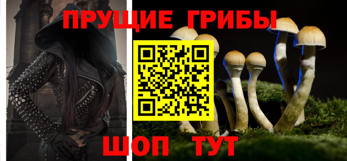 Галлюциногенные грибы Cubensis Зеленогорск